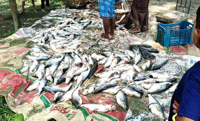 ত্রিশালে পূর্ব শত্রুতার জেরে পুকুরে বিষ দিয়ে মাছ নিধন!